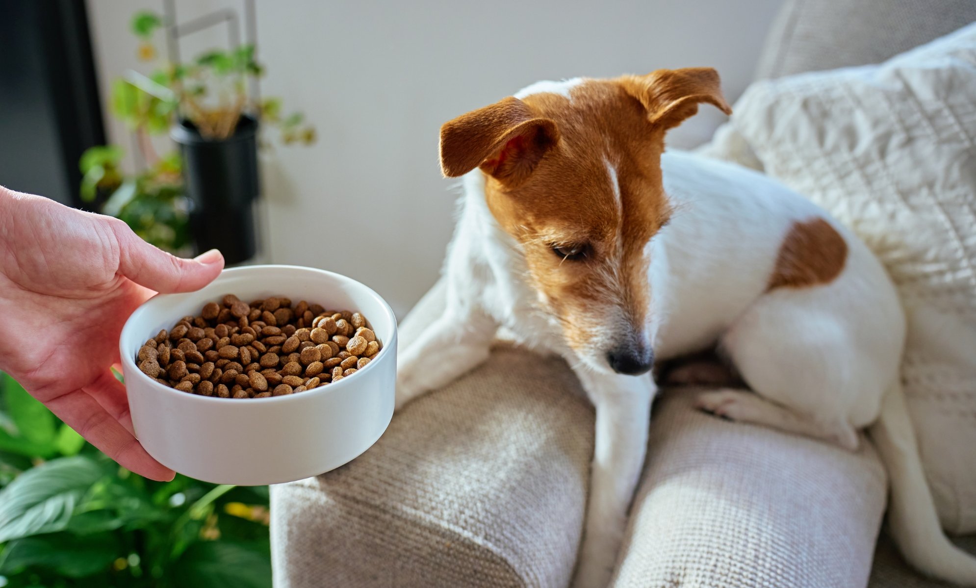 Pes má průjem a nechce jíst: co dělat a kdy jet k veterináři
