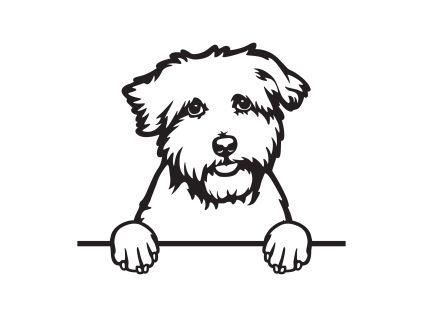 coton de tulear 1