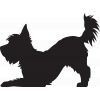 Playing Yorkshire Terrier Black