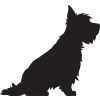 Sitting Yorkshire Terrier Black